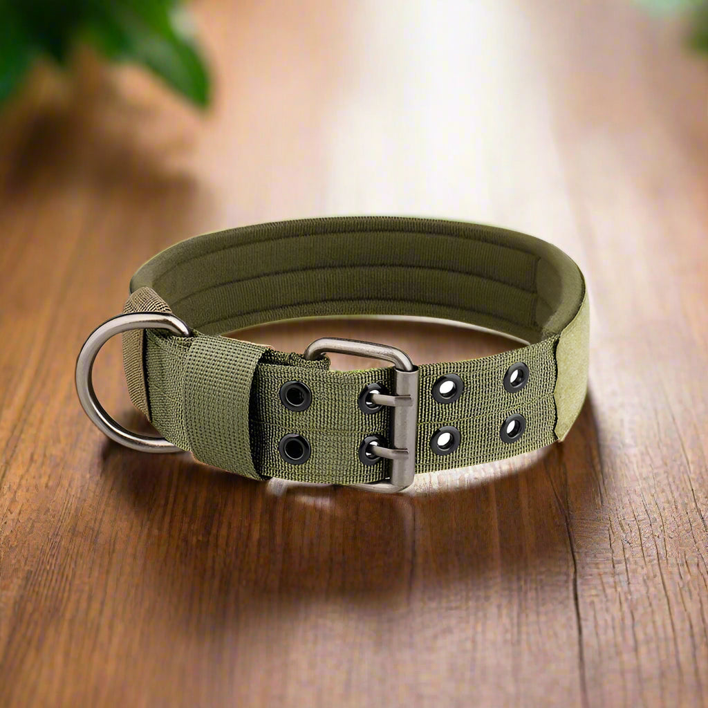 Collier pour chien vert