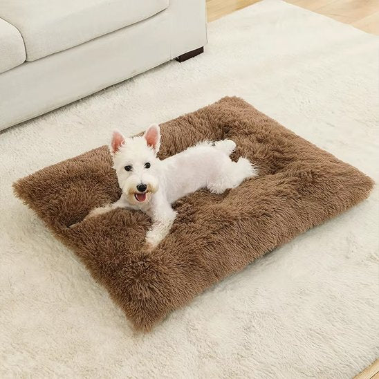 chien blanc couché sur Coussin chien XXL brun salon