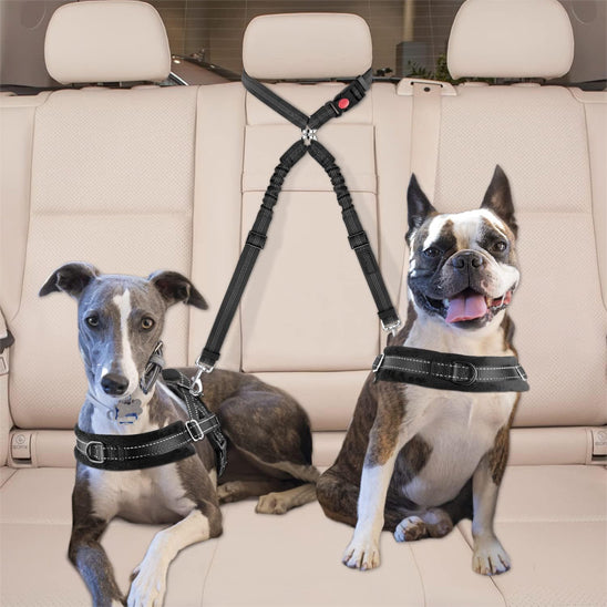 double laisse chien