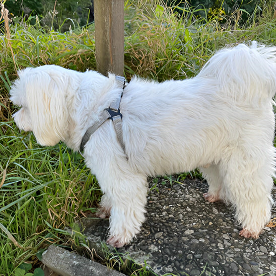 harnais chien régable caniche