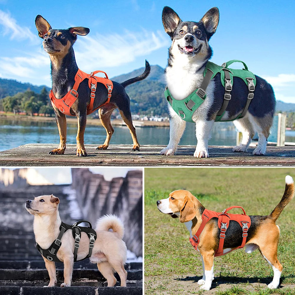 harnais pour chien caniflex