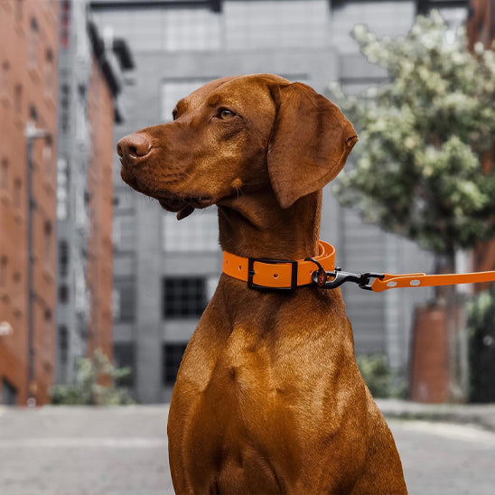 Laisse de chien | PVC