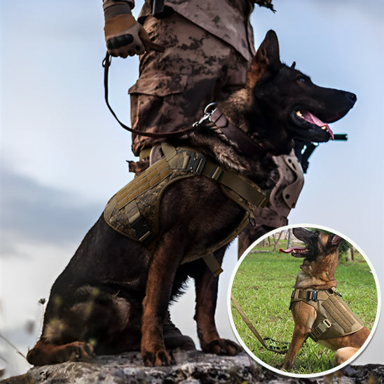 Harnais Anti Traction Chien - Tractionsafe™