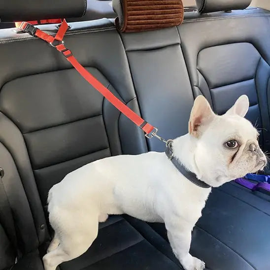 Laisse pour Chien - ceinture - de - sécurité SécuCanin™ Royaume Animalier