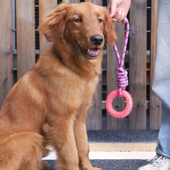 Jouet occupation chien | Dentifun™ interactif