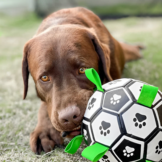 Jouet pour chien football résistante