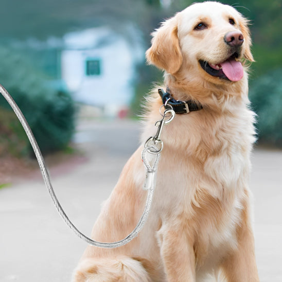 laisse chien 300cm