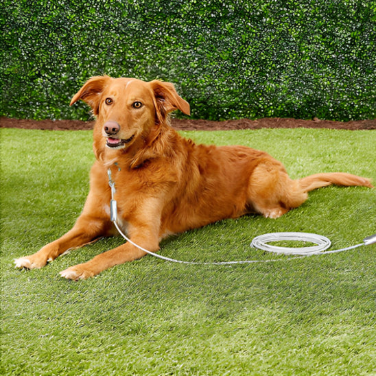 laisse chien câble de niche