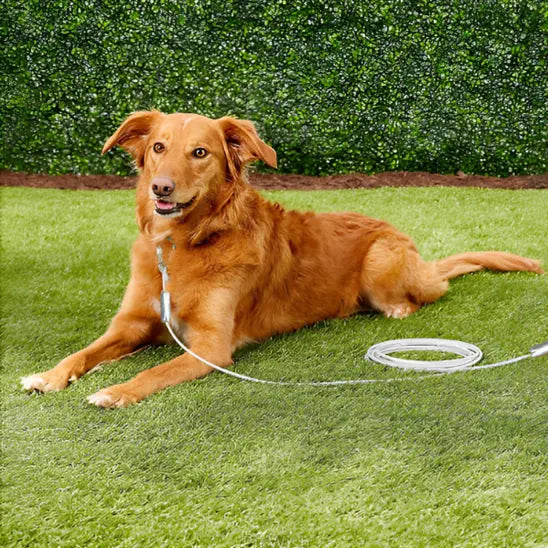 laisse chien câble de niche