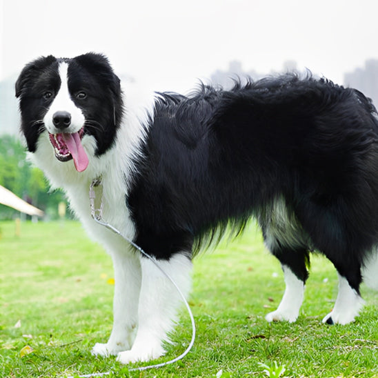 laisse chien résistante