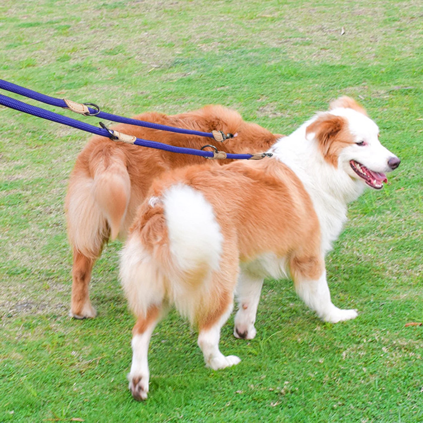 laisse double pour chien bleue