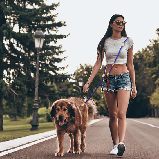 laisse double pour chien mains libres