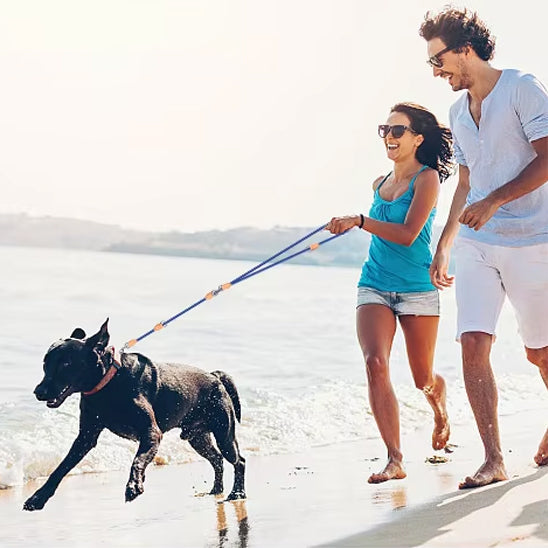 laisse double pour chien nylon