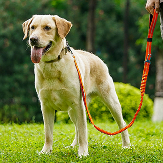 laisse pour chien elastique orange