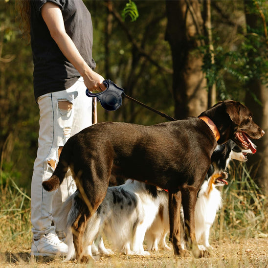 laisse pour chien noire