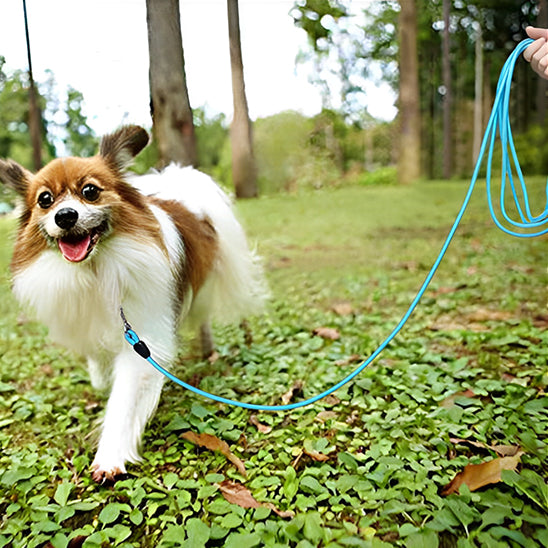 Longe pour chien 10 metres