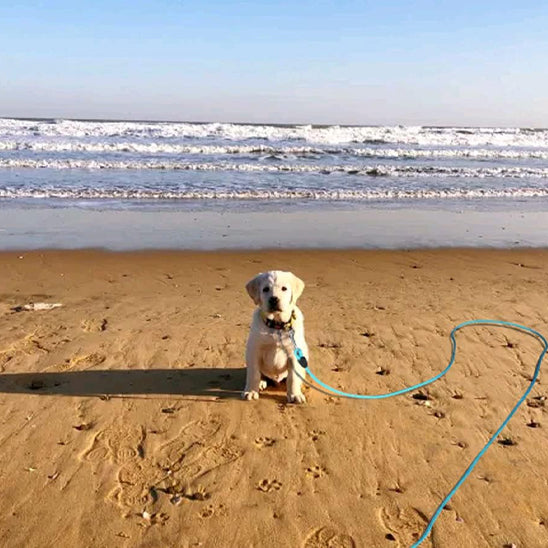 Longe pour chien 5 metres