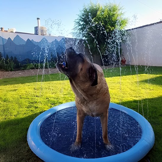 Piscine pour chien ronde-bleue