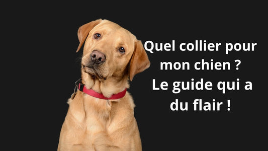 Quel collier pour mon chien