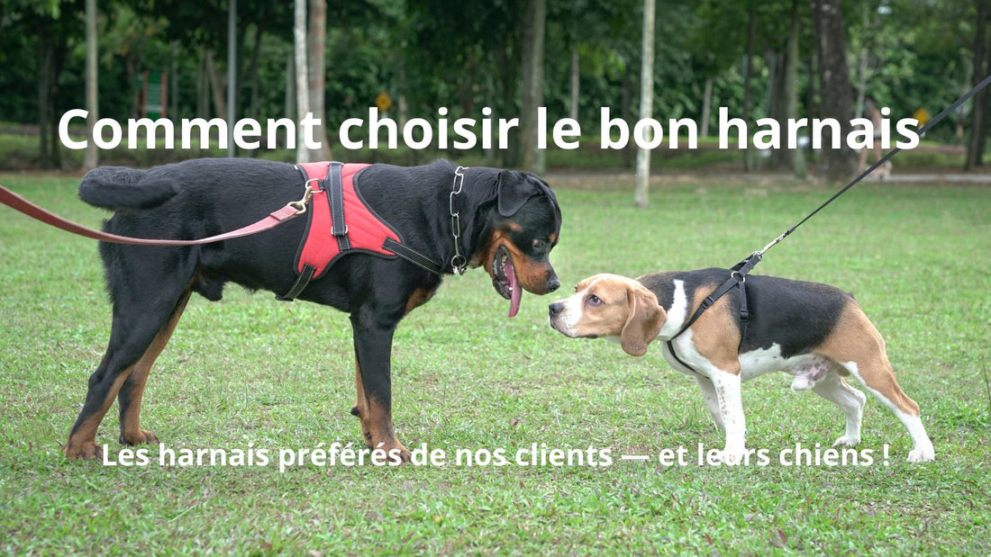 Comment choisir le bon harnais chien