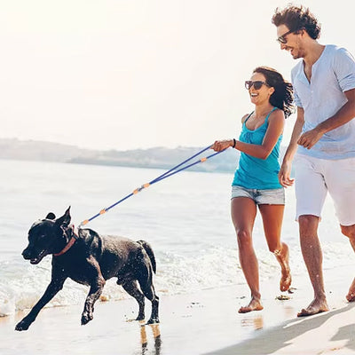 Laisse pour chien