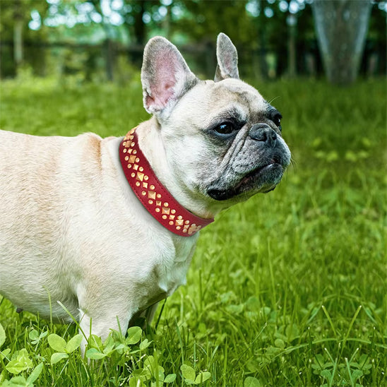 Collier chien NobleMuseau chien dans champ
