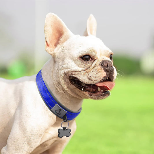 Collier chien PawComfort™ bleu