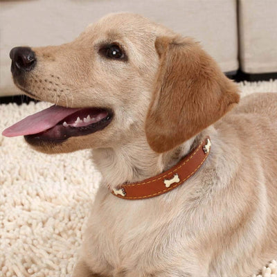 Collier en cuir pour chien Cuir Royal™chien beige