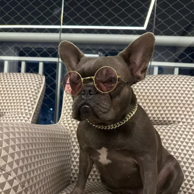 Collier chien  ROYAL CANIN ECLAT  brillant