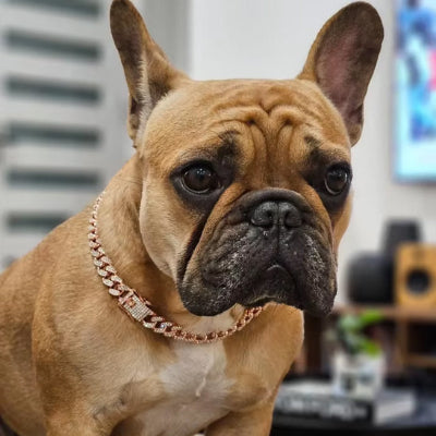 Collier chien  ROYAL CANIN ECLAT  de luxe