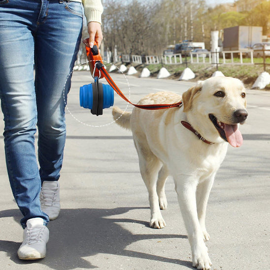 Gamelle pour chien Silicone chien en balade