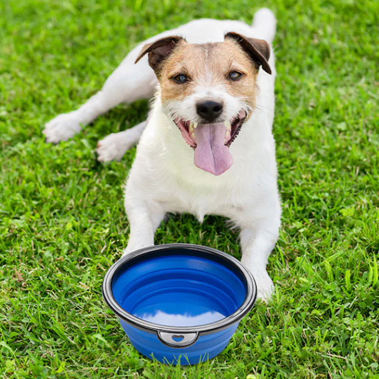 Gamelle pour chien Silicone chien haletant coucher gazon