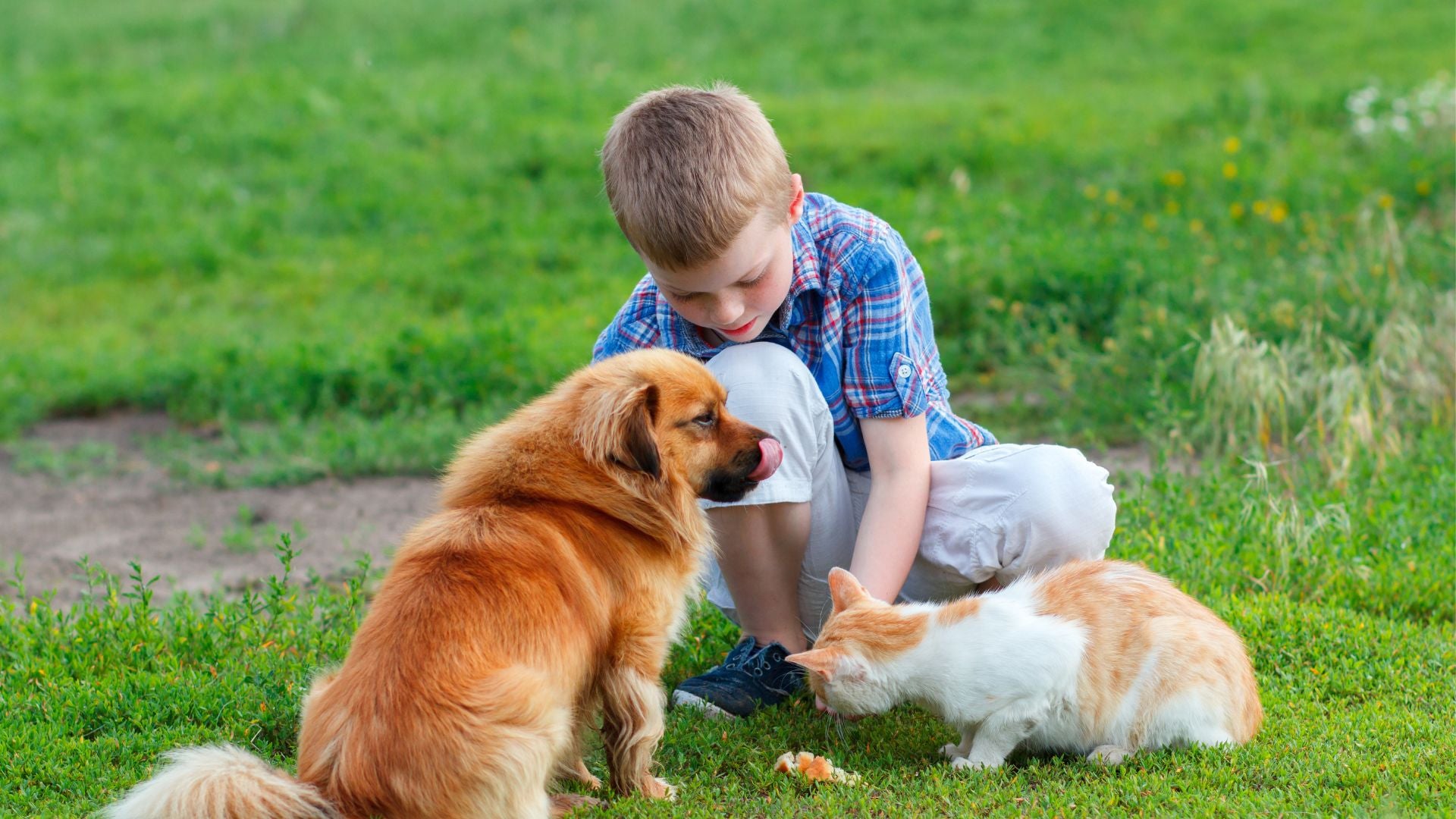 Enfant jouant avec son chien Golden Retriever et son chat roux dans un jardin verdoyant — Accessoires pour chiens et chats | Royaume Animalier »