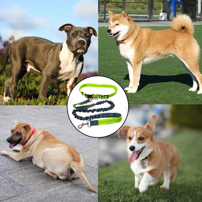 Laisse élastique pour chien avec photos de quatres chiens de diférentes grosseures 