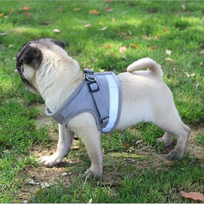 Harnais chien confortable bleu – vue produit avec laisse et bande réfléchissante