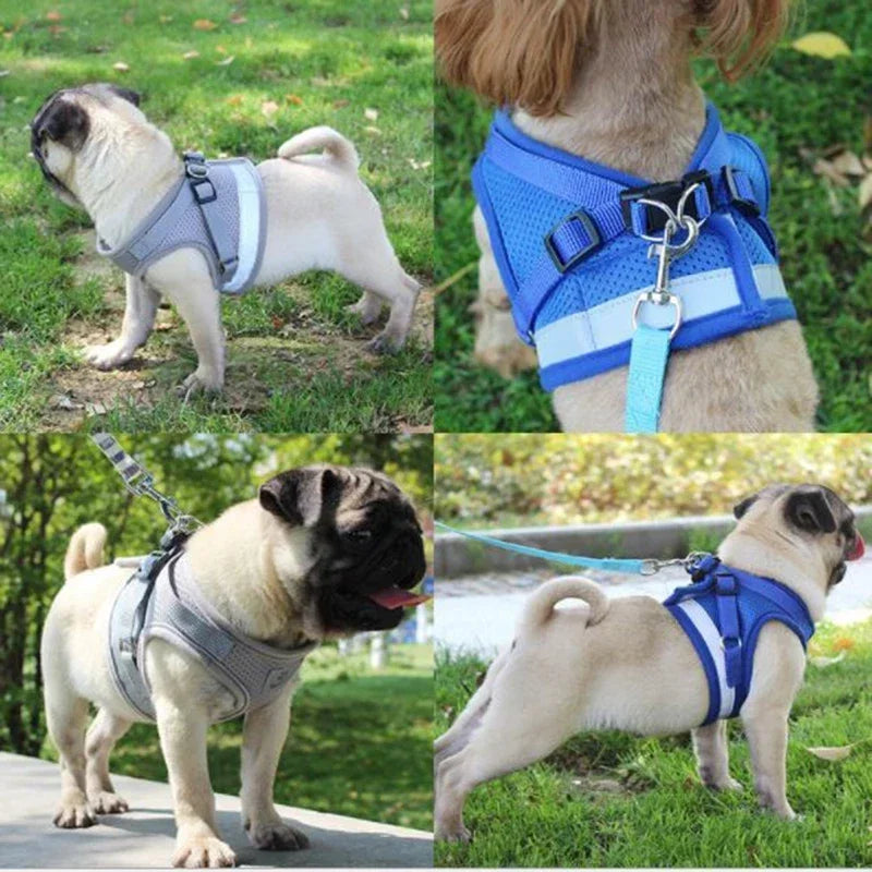 Harnais chien confortable gris et bleu – collage de 4 photos en situation de promenade