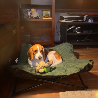 Beagle sur lit de camp pour chien salon