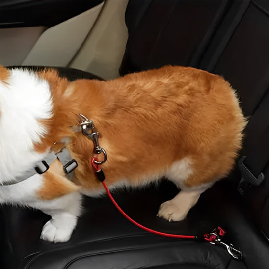 Ceinture laisse pour chien SécuriToutou