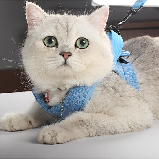 Harnais et laisse pour chat anti-échappement