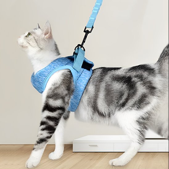 Chat blanc rayé noir porte un Harnais et laisse pour chat bleu
