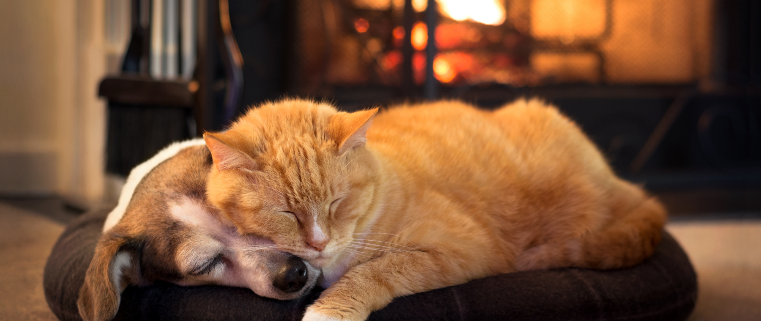 Chat et chien endormis devant un foyer, ambiance hivernale chaleureuse et naturelle, accessoires pour animaux design