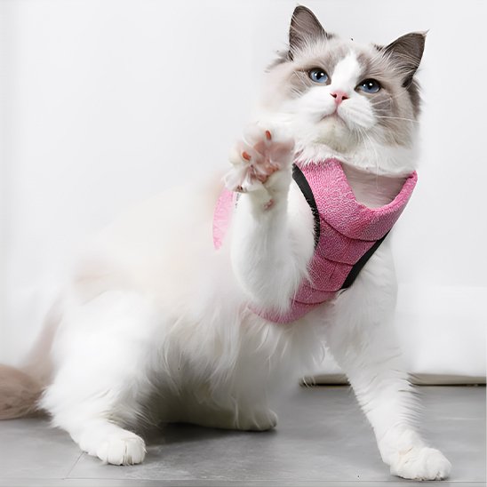 Harnais et laisse pour chat rose à velcro