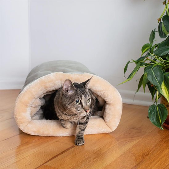 chat sort de son Panier fermé chat