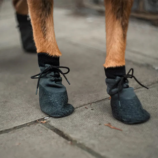 Chaussures chien polyvalente