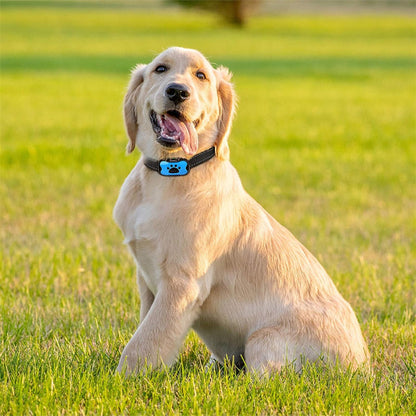 Chien assis herbe avec collier anti aboiements pour chien sans choc