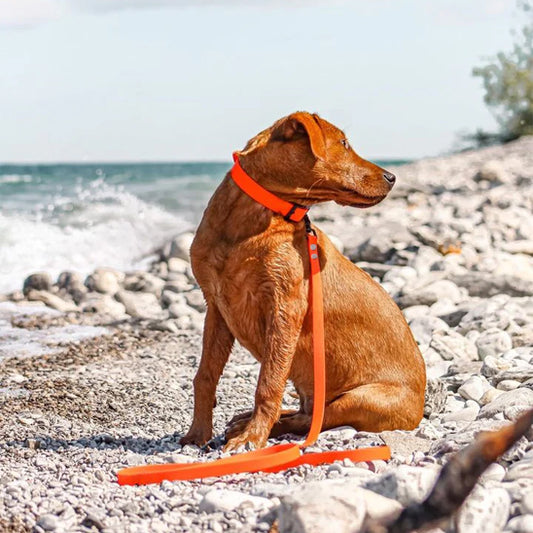Chien assis plage portant laisse de chien pvc