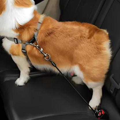Chien attaché voiture avec ceinture laisse pour chien