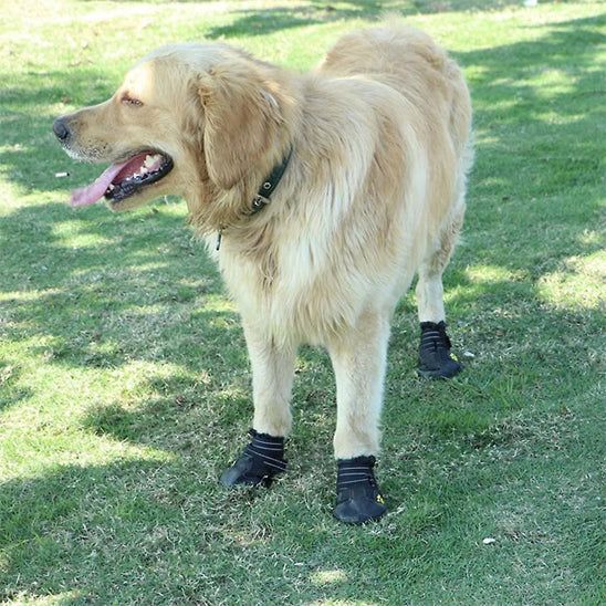 Chien avec chaussures pour chien