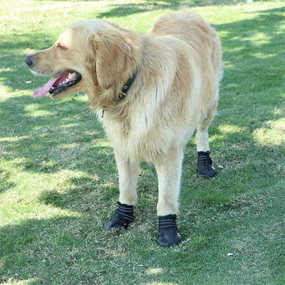 Chien avec chaussures pour chien