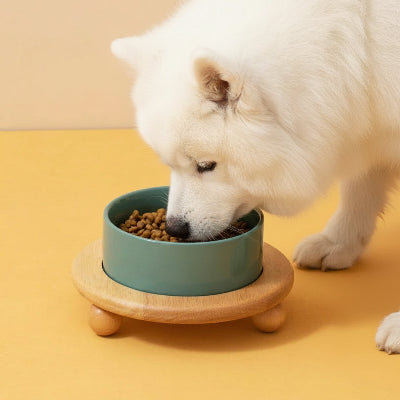 Chien blanc mange dans Gamelle en céramique pour chien